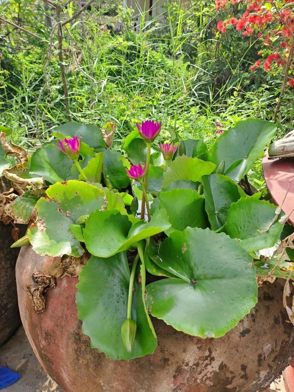 Ngoc Phuong Homestay Vĩnh Long Zewnętrze zdjęcie